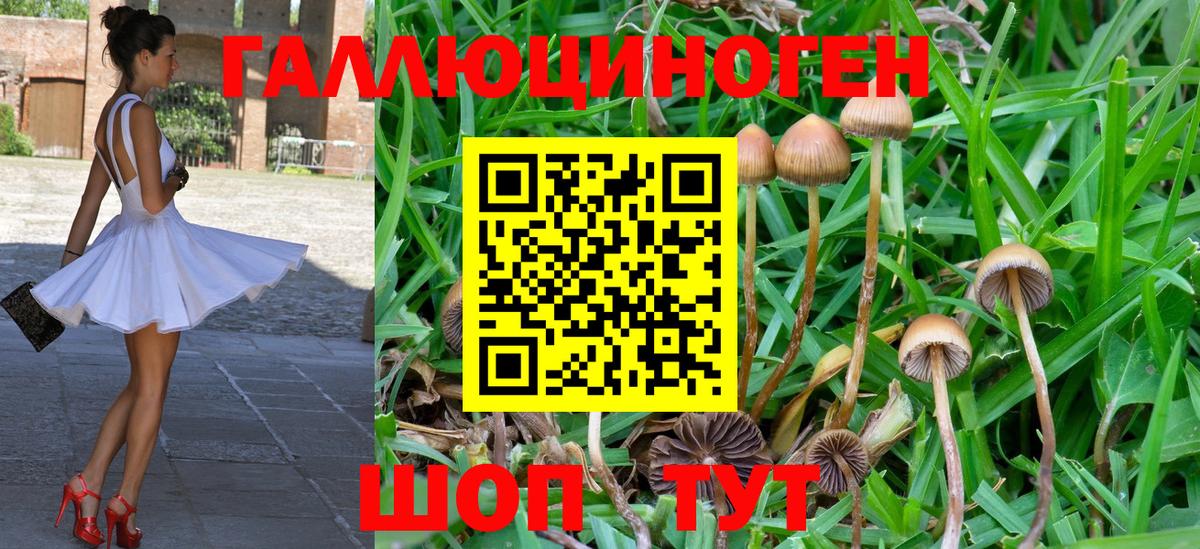 цена   Галлюциногенные грибы GOLDEN TEACHER  Вход с VPN  Псилоцибиновые грибы Psilocybine cubensis  Армавир 
